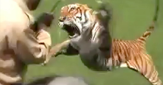 Tiger mauls guard